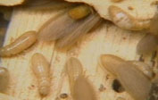 Termite Detection and Prevention