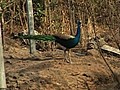Man Takes Care Of 350 Peacocks