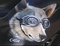 Cash,  le chien motard