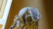 Cute Owl Hunts Invisible Prey