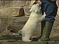Germany’s Knut the polar bear dies