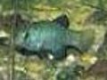 Pupfish - Shaken,  not Stirred