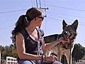 Dog Whisperer - Honoring the Wolf