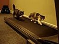 Cool Cats Training