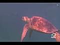 Animals: Millions of Turtles Killed Due to Bycatch