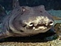 Sharks Under Glass: Hands-On Sharks