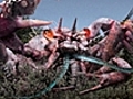 Experts Agree Giant,  Razor-Clawed Bioengineered Crabs Pose No Threat