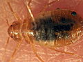 Animals: Bed Bugs on the Rise