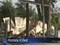Police Say Fire That Killed Horses Was Arson