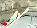 Raw Video: Parakeet Shoots and Scores