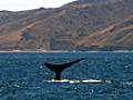 Blue whale fluker