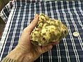 White Truffle for Sale