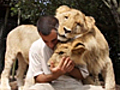 Shimon,  l’uomo che si fa le coccole con i leoni