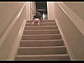 Awesome Baby Slides Down Stairs