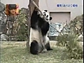 La branche se casse: le panda se venge!