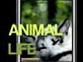 Animal Life