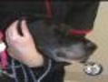 Healthy Pets: Animal Tumors