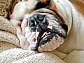 Scary Bulldog Snore