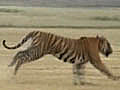 Tiger mauls three in Mathura village