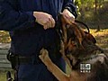 Police dog bites boy in raid