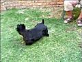 Funny Scottish Terrier