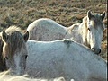 photo de chevaux