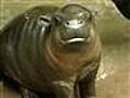 Raw Video: Rare Baby Hippo