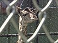 Glimpse of new baby giraffe at Boston’s Franklin Park Zoo