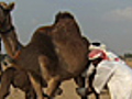 Camel Milk: Yummy Or Yucky?