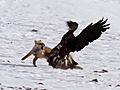 Real Life Pokemon Battle: Birds Eye View Of A Kazakh Hunter & A Golden Eagle Team Up To Hunt A Fox In The Barren Altai Mountains Of Mongolia!