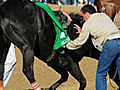 Death at the Derby