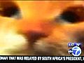 Mylo the Cat on ABC News