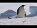 Climate Change to Devastate Emperor Penguin