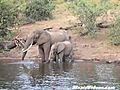 Elephant Takes On Crocodile