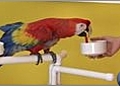 Parrot Training - Dropping an Object into a Bowl