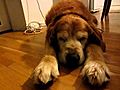 BON - SLEEPING DOG AS SPHINX OR SUPERMAN (SuperDog)
