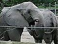 Elephant eats poop