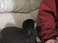 Baby Otter Plays with a Stuffed Walrus