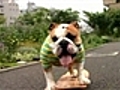 Cão skatista faz sucesso no Japão