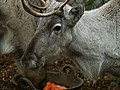 Dobbey The Reindeer Visits The Pub