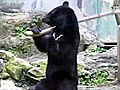 Kung-Fu per l’orso