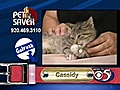 7/13 Pet Saver: Cassidy the cat