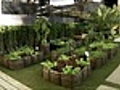 Jardim Botânico de São Paulo realiza exposição de bonsai