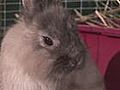 How To Care For Lop Rabbits