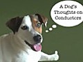 A Dog’s Thoughts on Conductors