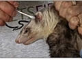 Ferret Care - Grooming and Hygiene