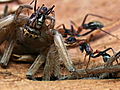 Monster Bug Wars: Jumping Jack Ants vs. Huntsman Spider