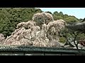 ２０１０　３月２２日　金剛寺の桜