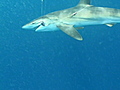 Shark population threatened