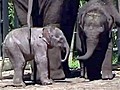 Baby elephant debuts at Sydney zoo